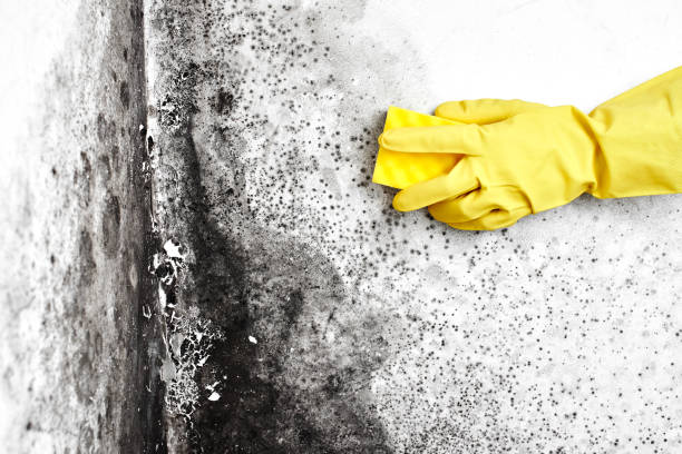 Best Toxic Mold Removal  in Hillsboro, TX