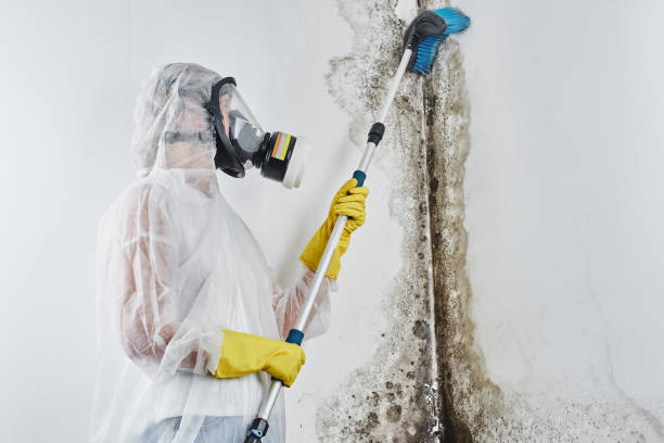 Best Affordable Mold Removal  in Hillsboro, TX