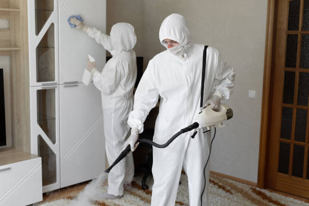 Best Home Mold Removal  in Hillsboro, TX