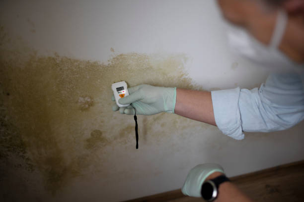 Best Mold Cleaning Services  in Hillsboro, TX