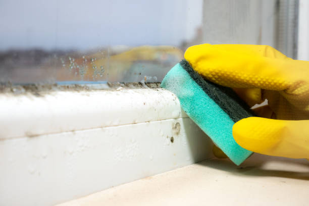 Best Office Mold Removal Services  in Hillsboro, TX