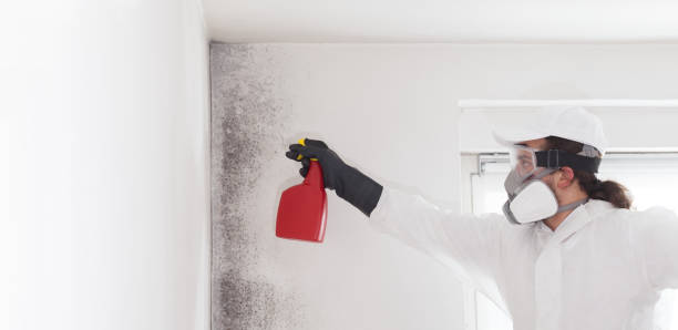 Best Emergency Mold Removal  in Hillsboro, TX