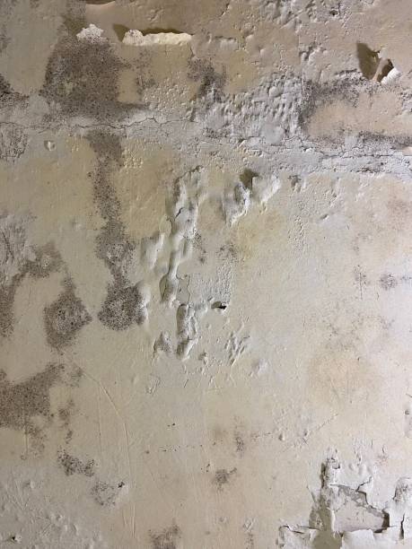 Best Mold Testing  in Hillsboro, TX