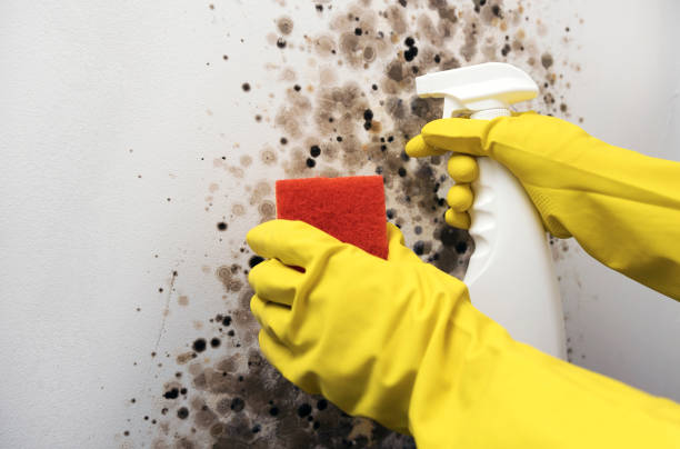 Best Crawl Space Mold Removal  in Hillsboro, TX