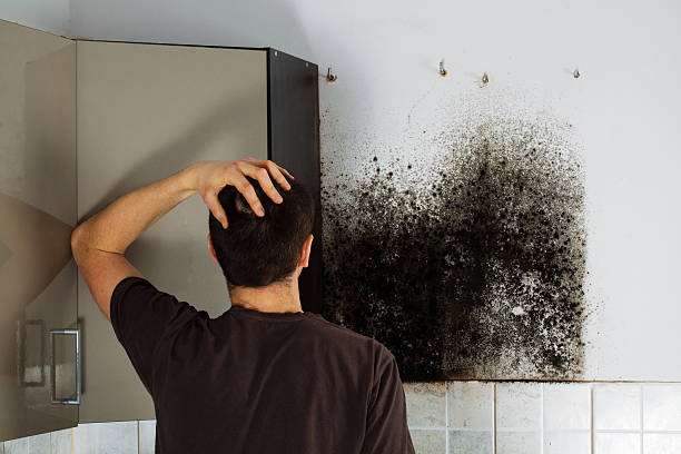 Best Local Mold Removal Service  in Hillsboro, TX